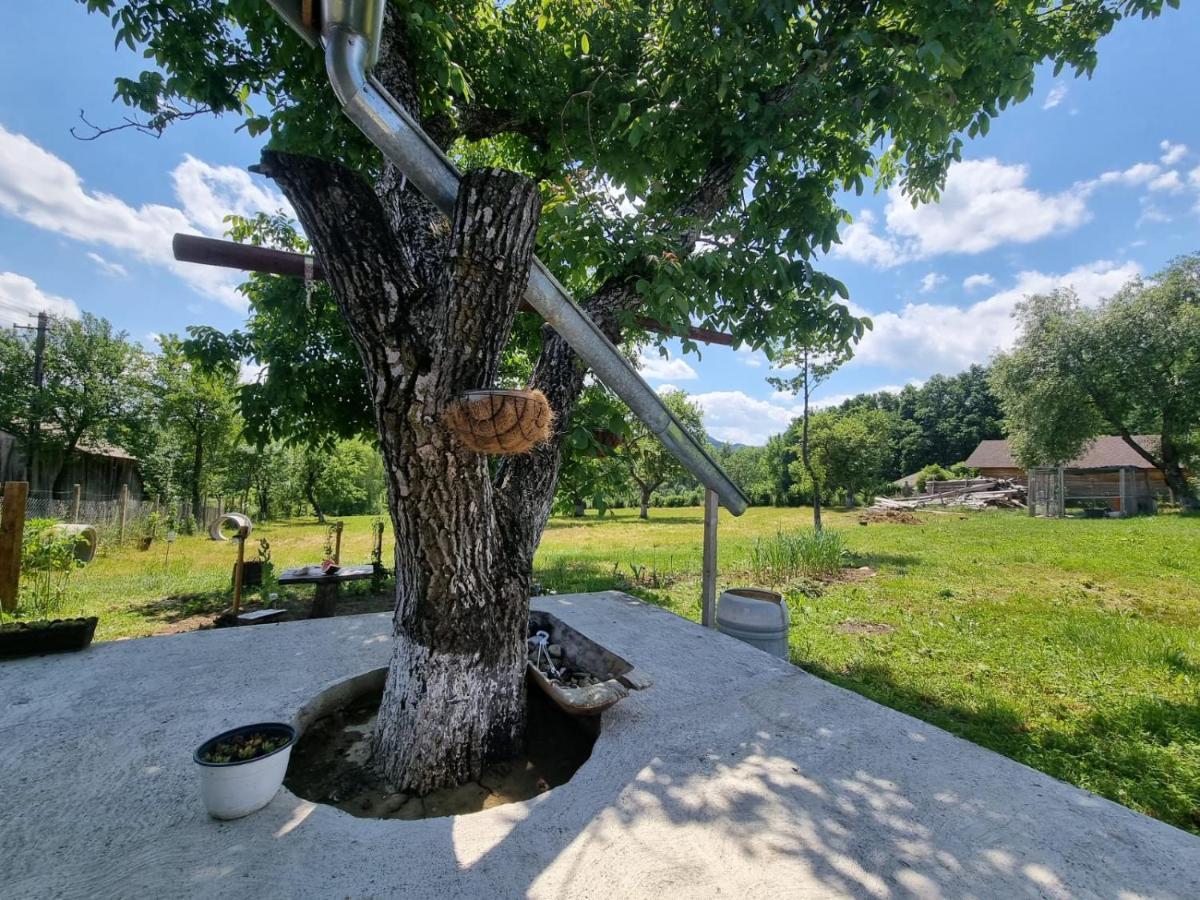 Casa Primitoare In Inima Naturii Si Padurii Rasca  Exteriör bild